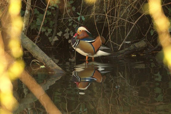 Male Mandarin Duck