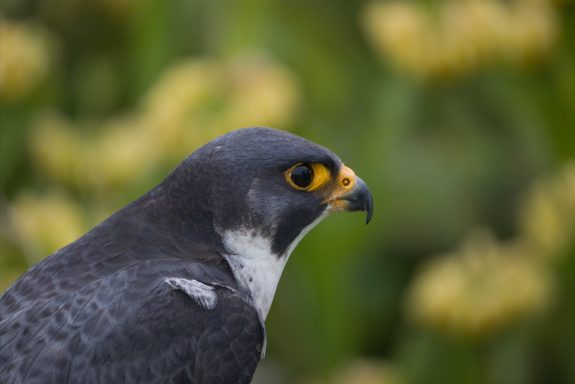 Peregrine Falcon