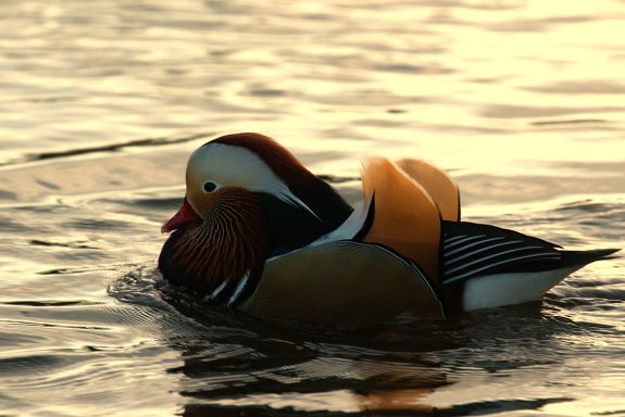 Male Mandarin Duck